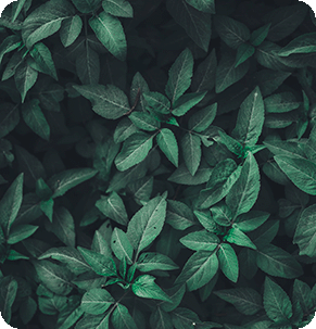 Stock photo sample of leaves