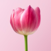 Stock photo sample of a tulip