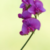 Stock photo sample of a sweet pea flower